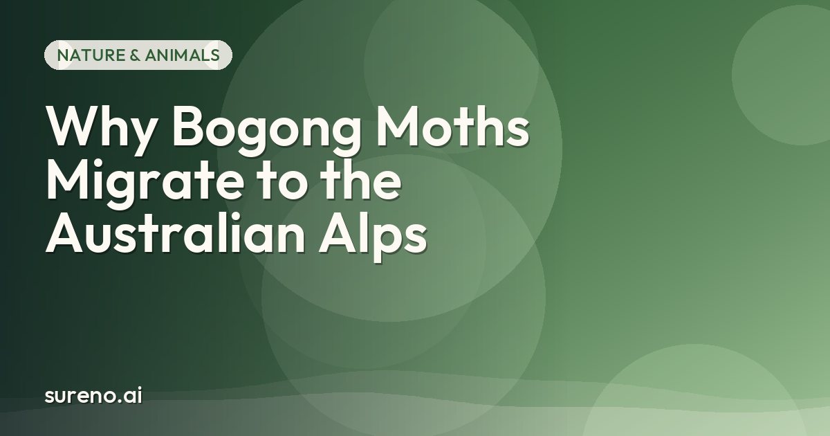 Why Bogong Moths Migrate to the Australian Alps