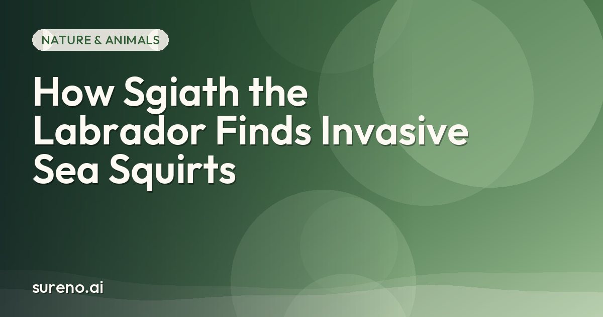 How Sgiath the Labrador Finds Invasive Sea Squirts