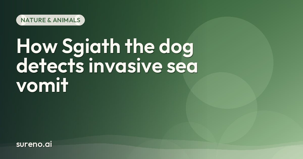 How Sgiath the dog detects invasive sea vomit