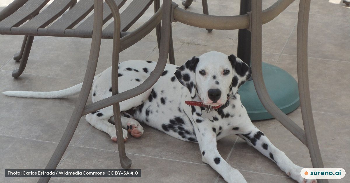 Dog-Dalmatian-Five-Months.jpg