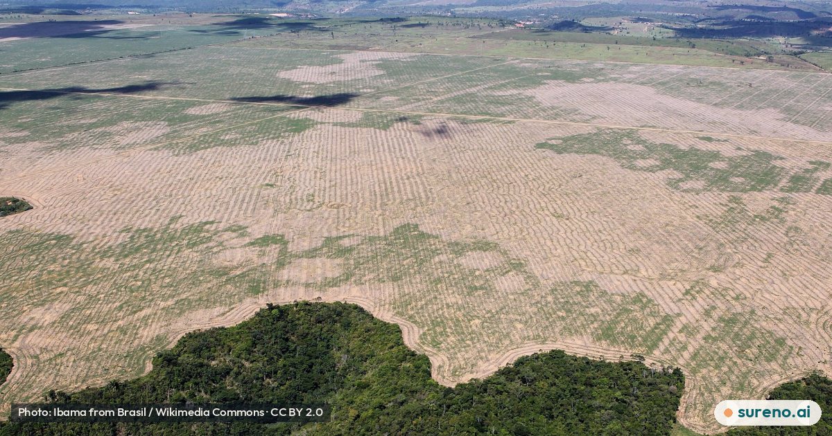 Why Amazon Deforestation Has Fallen to a Record Low