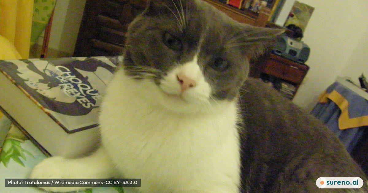 Hybrid Russian Blue cat.jpg