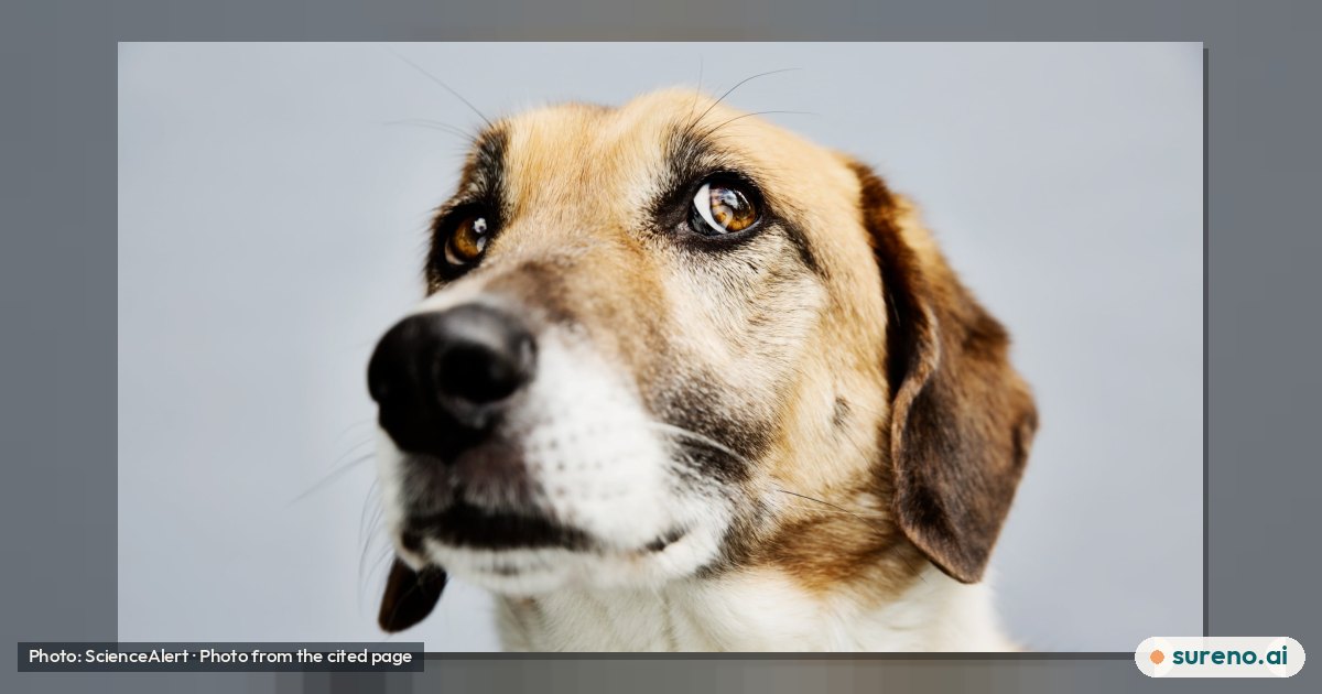 What Dogs’ Bouba-and-Kiki Responses May Tell Us