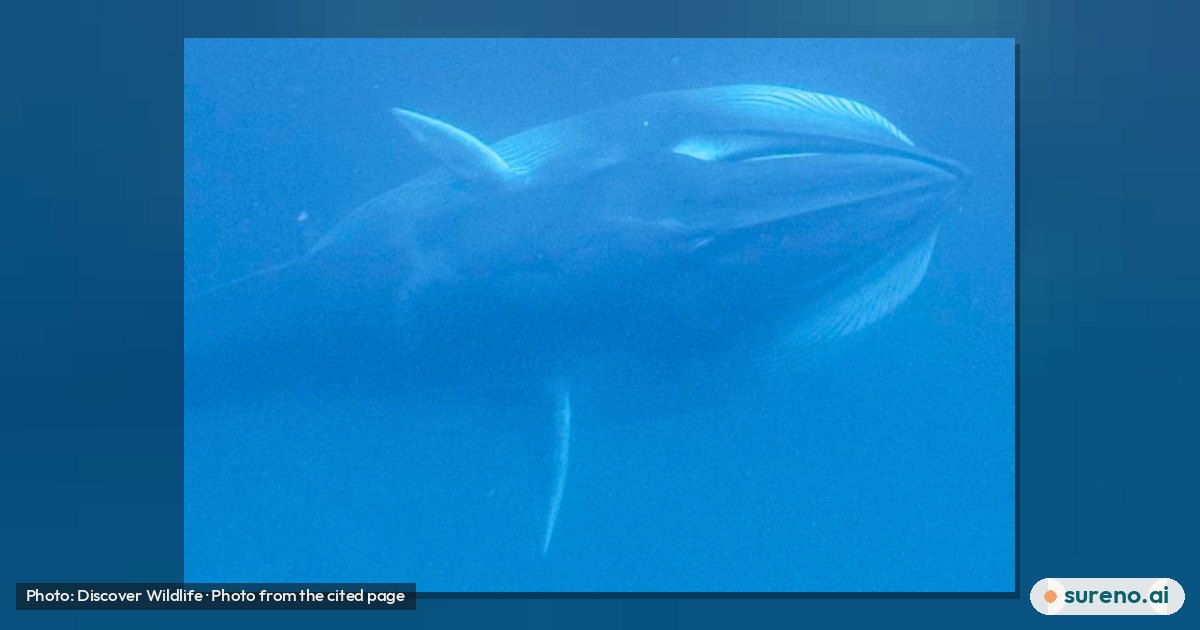 What New Recordings Reveal About Omura’s Whale Habitat
